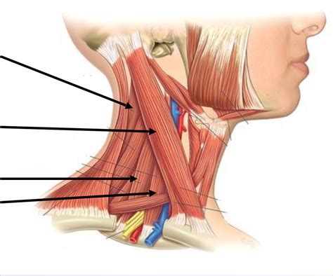 12 U Kin Unit 1 Muscles Of Neck Diagram Quizlet