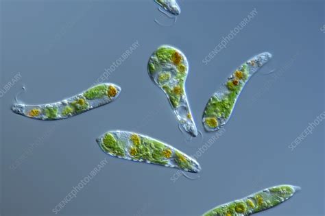 Euglena Gracilis Algae Light Micrograph Stock Image C059 7344