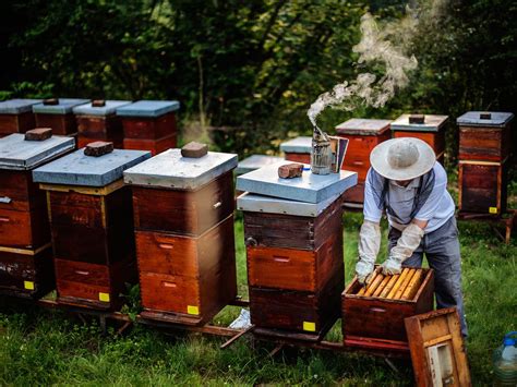 How To Start A Beekeeping Business