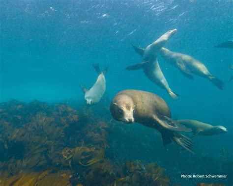 Channel Islands National Marine Sanctuary - Visit Santa Barbara