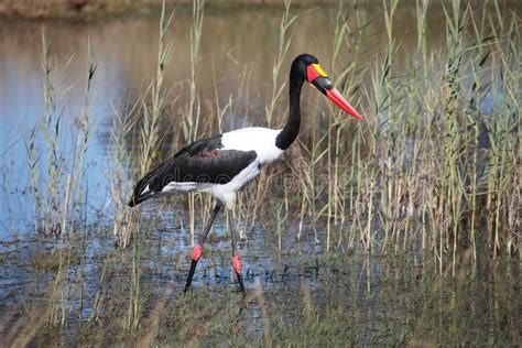 De Jacht Van Ooievaarsjabiru Zadel Gefactureerde Ooievaar Botswana