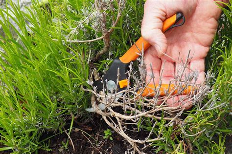 When and How to Prune Lavender for Lush, Showy Plants