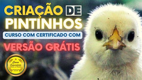 Como Criar Pintinhos De Galinhas Caipiras Curso Certificado E