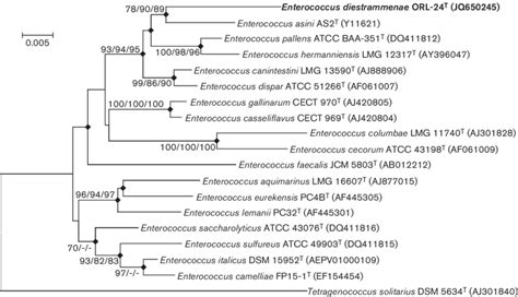 Phylogenetic Tree Based On 16s Rrna Gene Sequences Showing The