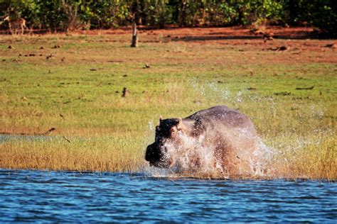 30 Lake Kariba Hippo Stock Photos Pictures And Royalty Free Images Istock