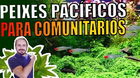 MELHORES PEIXES PARA AQUÁRIOS COMUNITÁRIOS Mr Betta YouTube