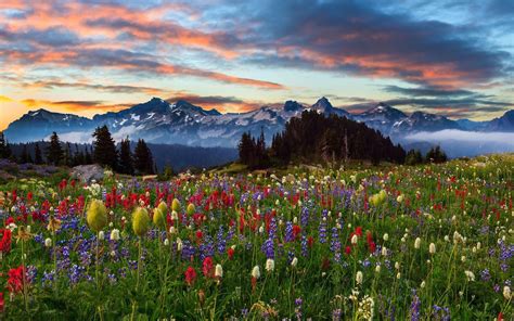 Wallpaper Landscape Sunset Flowers Nature Sky Field Plateau