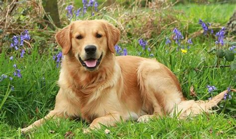 Perro Golden Retriever Cosas Obligadas A Saber Si Tienes Uno