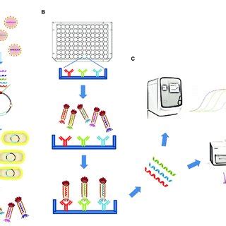 PDF Simultaneous Measurement Of The Antibody Responses Against SARS