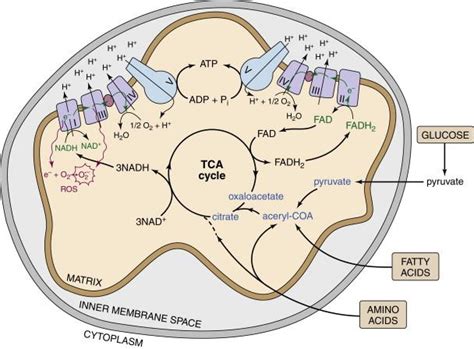 The Metabolism of Cell Growth and Proliferation - Clinical Tree 