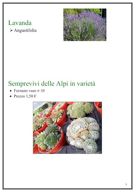 Catalogo Aromatiche E Arbusti Vivai Bella