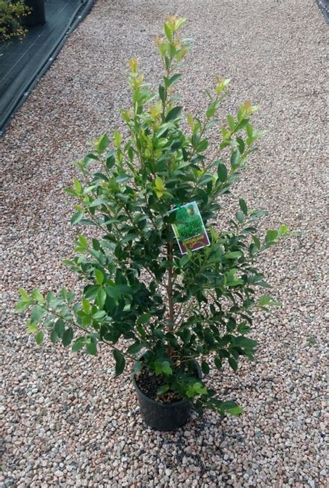 Syzygium Hinterland Gold Lilly Pilly 200mm Garden Centre Findit