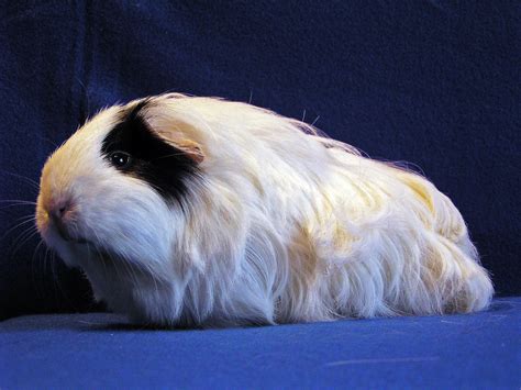 All Types Of Guinea Pig Breeds Described And Help To Determine Them