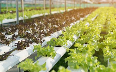 7 Key Advantages Of Vertical Hydroponic Farming