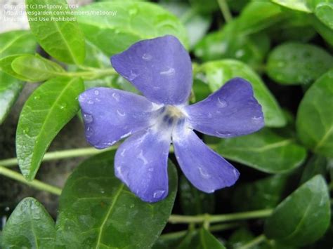 Plantfiles Pictures Common Periwinkle Creeping Myrtle Flower Of