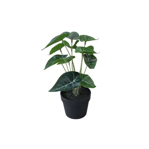 Artificial Alocasia Plant In Black Pot Orca Deco Ghana