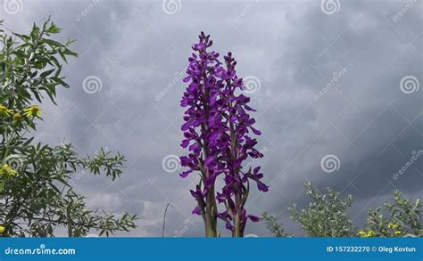 Orchis Mascula Early Purple Orchid Flowering Plants From The Steppe In