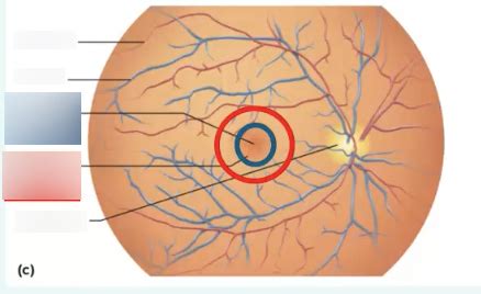 The Retina Macula Lutea Diagram Quizlet