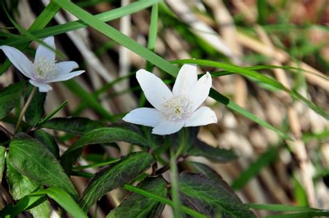 Repulsione Prescrizione Senza Fiato Fiori Di Bosco Nomi Incompatibile