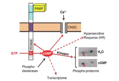 Guanylyl Cyclase Mediated Signal Transduction A Receptor Type GC The