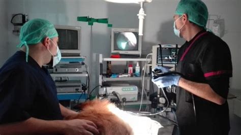 La Endoscopia En Los Perros La Endoscopia En Los Perros La Endoscopia