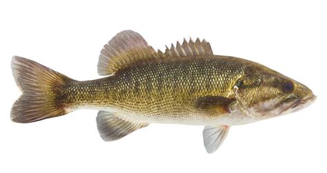 Shoal Bass Fish Species Guide Badangling