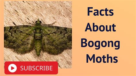 Facts About Bogong Moths Youtube