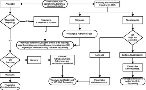 Algorithm For The Identification Of Gram Positive Non Spore Forming Download Scientific