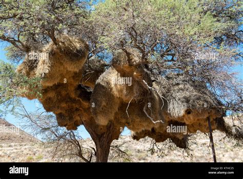 Namibian Colonial Birds Nest Hi Res Stock Photography And Images Alamy