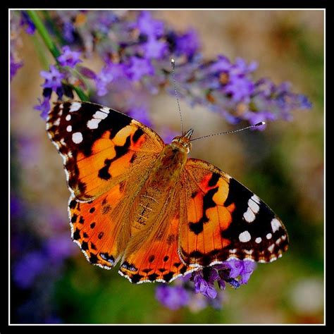 Vanessa Cardui Belle Dame Nikond Vanessa Cardui Be Flickr