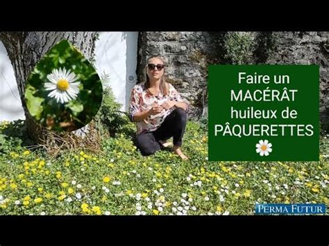 Faire un MACÉRÂT huileux de PÂQUERETTES YouTube