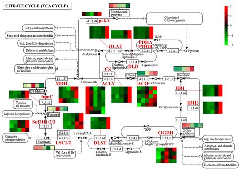 Metabolites Free Full Text Integrative Analysis Of Metabolome And