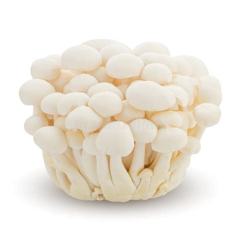 Bunapi Mushroom White Beech Mushrooms Shimeji Mushroom Edible