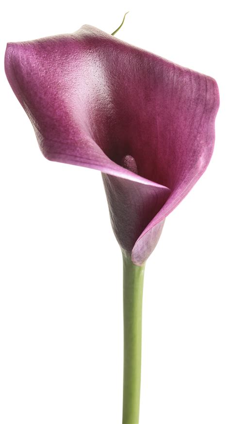 Be My Destiny Calla Lily Zantedeschia Hybrid Proven Winners