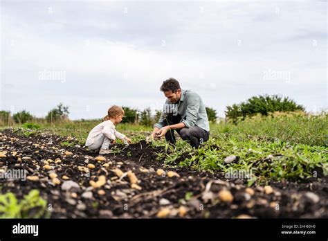 Vater Und Tochter Ernten Kartoffeln Auf Dem Feld Stockfotografie Alamy