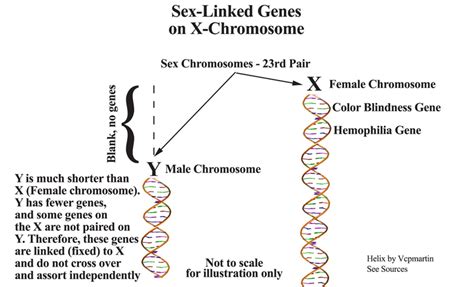 Sex Linked Chromosomes Download Scientific Diagram