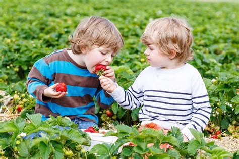 Fruit Picking in Illinois and Beyond