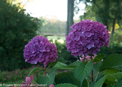 Hydrangea Serrata Lets Dance Can Do Blue Sky Nursery