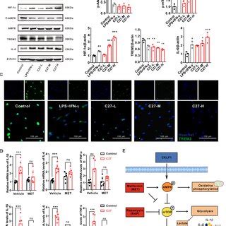 CKLF1 Induced Glycolysis And Inflammation Are Dependent On Activation