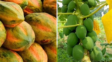 Papaya Farming पूर्वांचल में पपीते की खेती से मालामाल हो रहे किसान