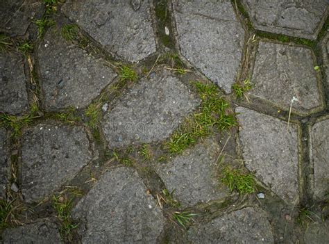 Texture Of Paving Slabs Overgrown With Grass Stock Image Image Of