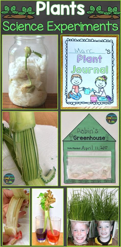 Plants Science Experiments & Teaching How Plants Grow - Lessons for ...