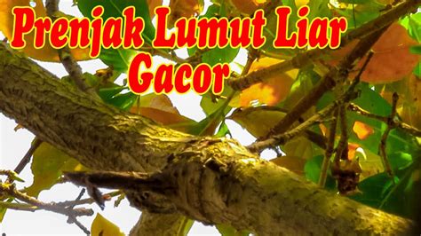 Prenjak Lumut Gacor Suara Burung Di Alam Liar YouTube