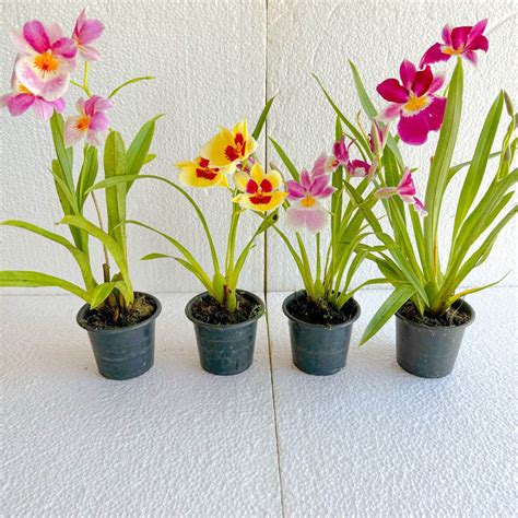 Kit Mudas Orquidea Miltonia Orquidea Garden