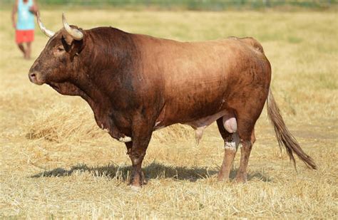 Meet The World S Largest Bulls Top Biggest Bulls In The World