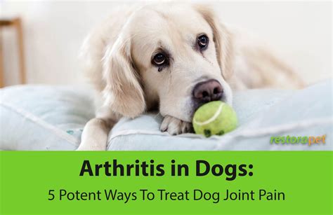 Arthritis in Dogs: 5 Potent Ways To Treat Dog Joint Pain | RestoraPet