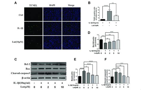 Luteoloside Inhibit Il Induced Apoptosis In Nucleus Pulposus