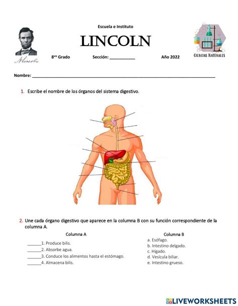 Sistema Digestivo Online Exercise For Live Worksheets