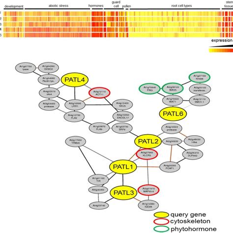 Arabidopsis Patl Genes Form Three Subgroups Based On Gene Expression