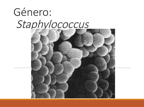 Calaméo Staphylococcus Curso